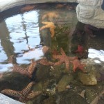 Some starfish in the aquarium